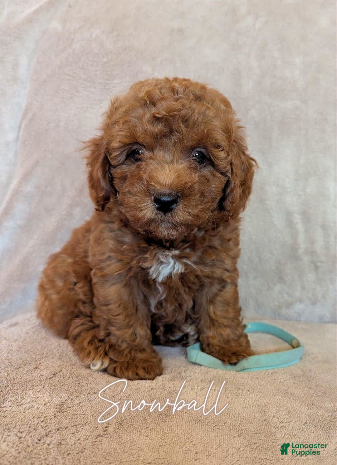Miniature Poodle dogs for sale: Snowball - Image 1