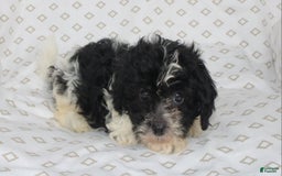 Shihpoo dogs for sale: Sambo - Image 3