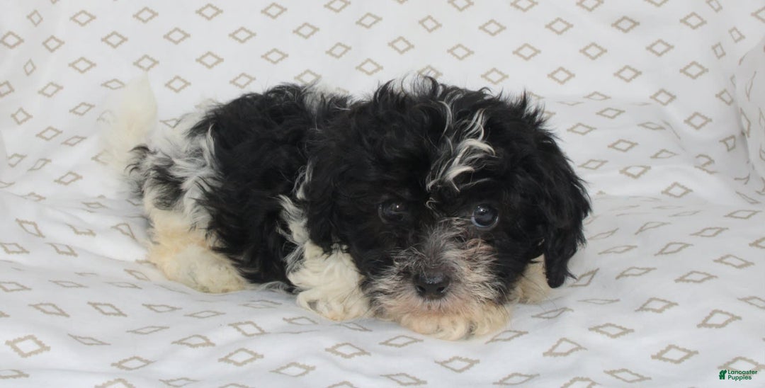 Shihpoo dogs for sale: Sambo - Image 3