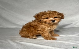 Miniature Poodle dogs for sale: Oscar - Image 5