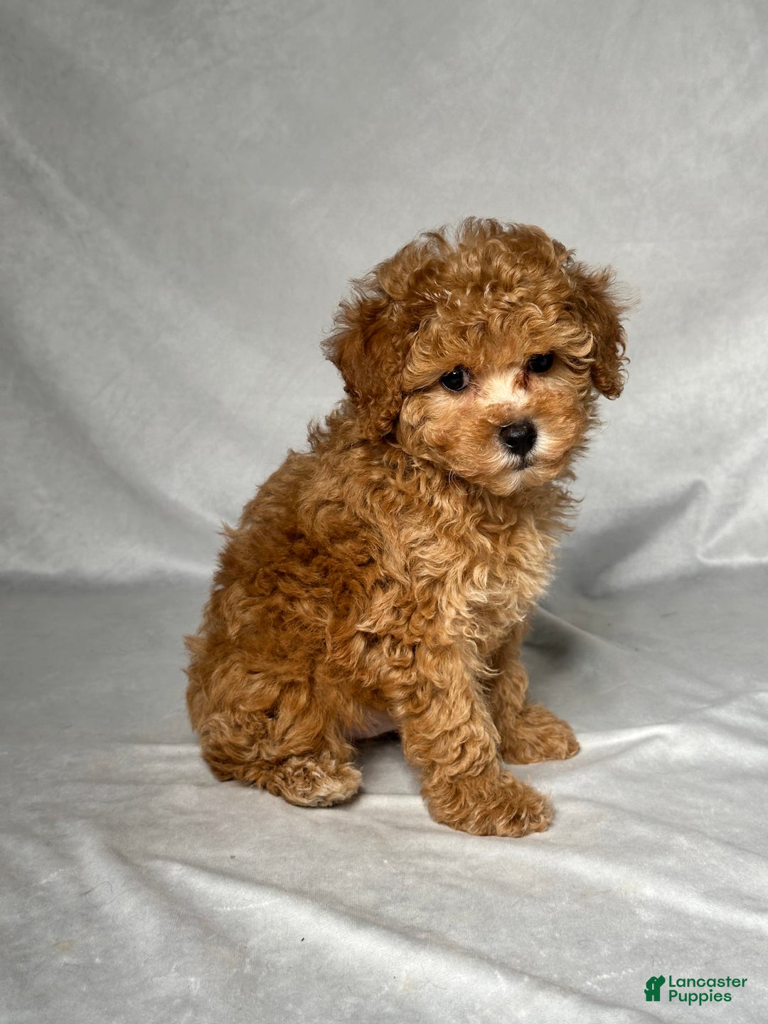 Miniature Poodle dogs for sale: Oscar - Image 5