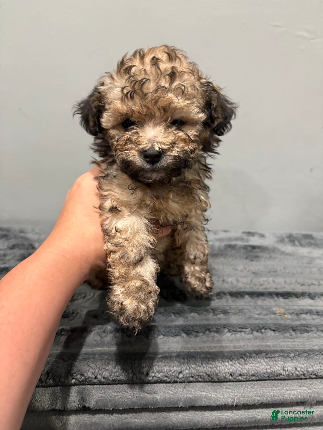 Malshi dogs for sale: Pooch - Image 3