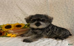 Miniature Schnauzer dogs for sale: Diamond - Image 3
