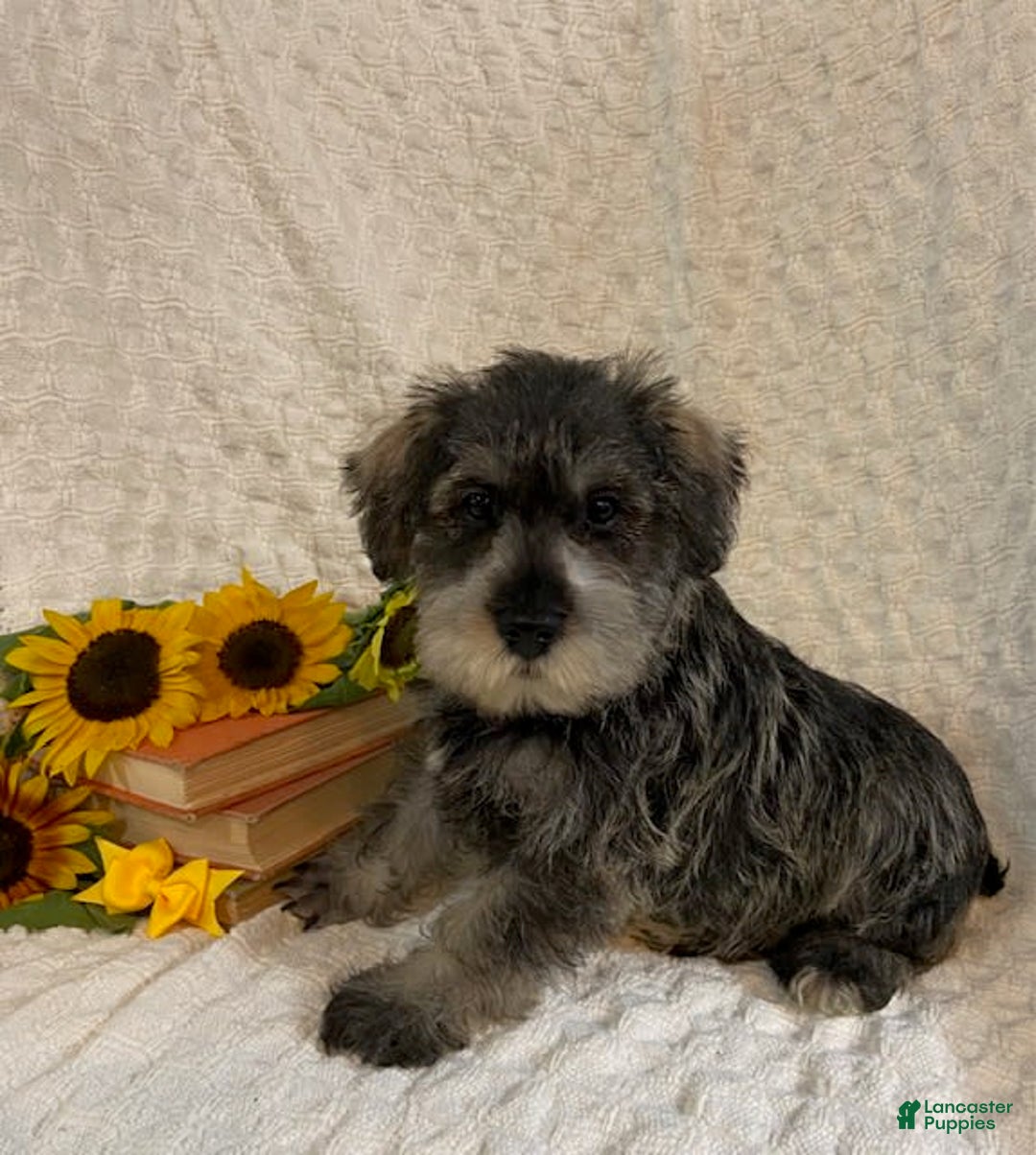 Miniature Schnauzer dogs for sale: Diamond - Image 3
