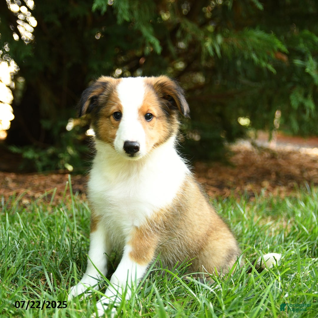 Shetland Sheepdog dogs for sale: Lightning - Image 2