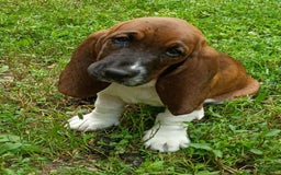Basset Hound dogs for sale: Honey - Image 3