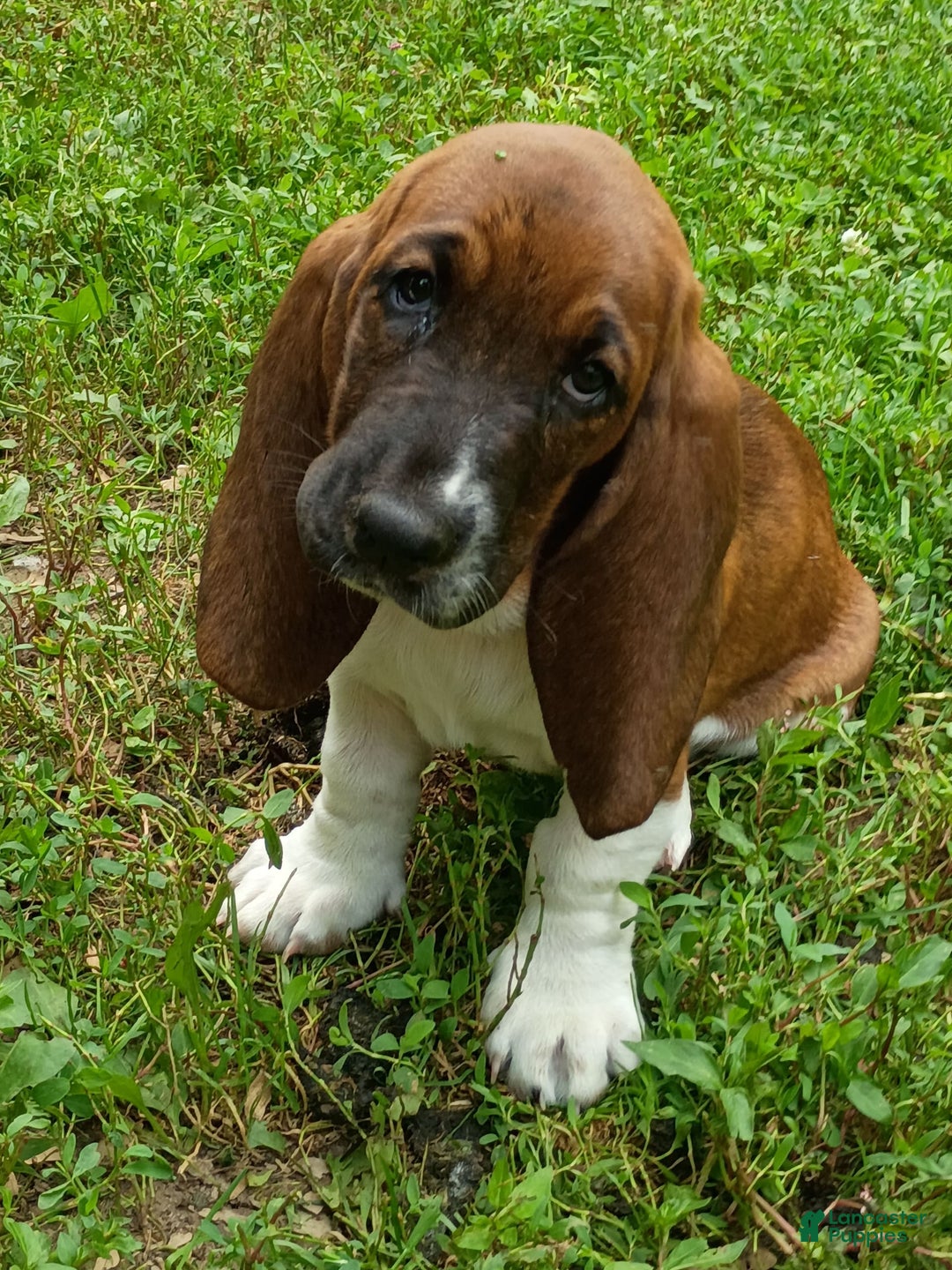 Basset Hound dogs for sale: Honey - Image 3