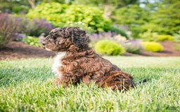 Goldendoodle dogs for sale: Shooter - Image 1