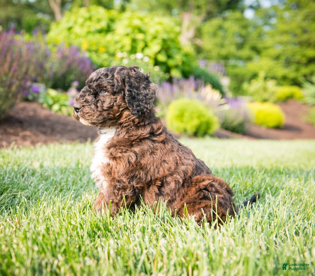 Goldendoodle dogs for sale: Shooter - Image 1