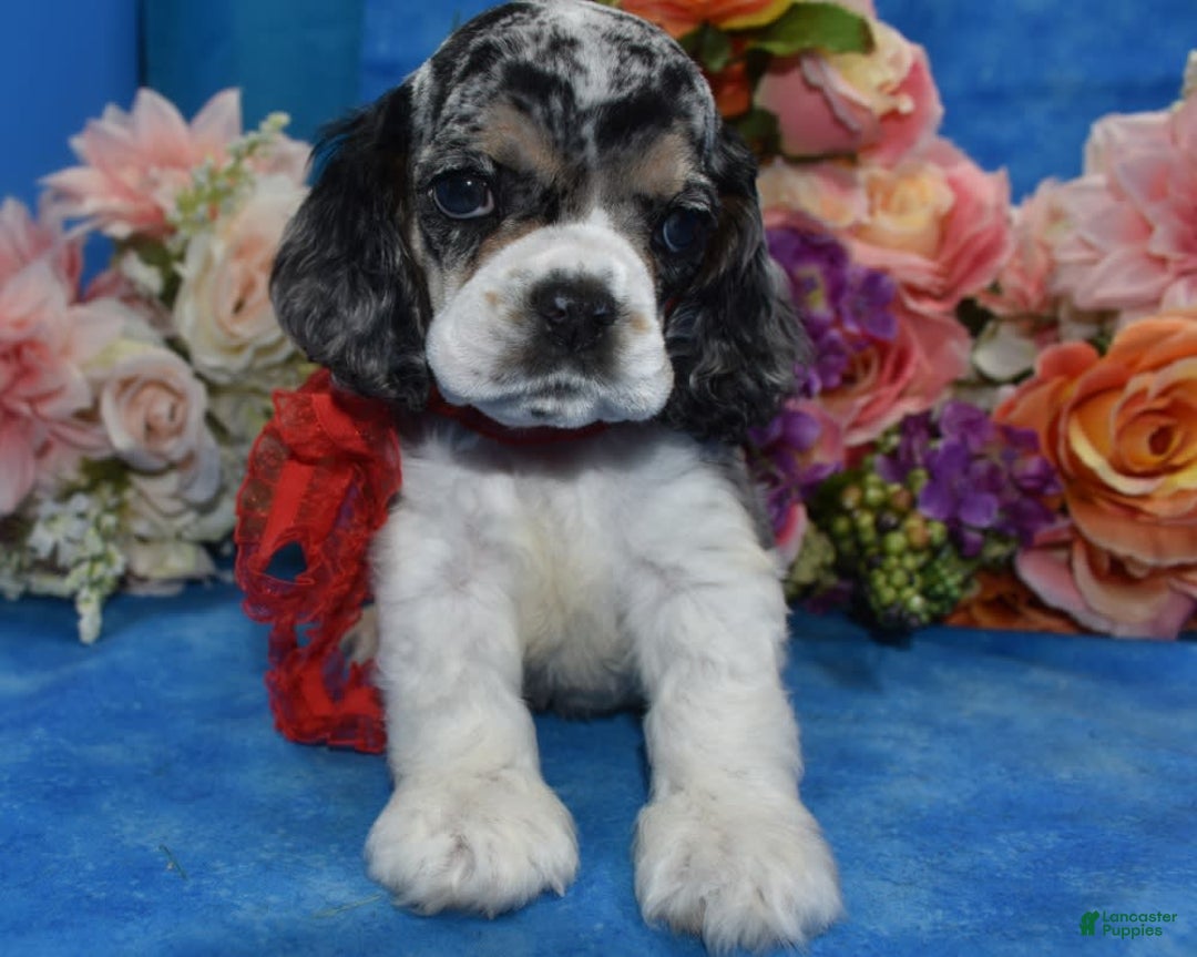 Cocker Spaniel dogs for sale: Tuckerbluetanpartimerlespeckleblueeyecockerpup - Image 10