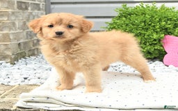 Pomeranian dogs for sale: Pomeranian 9 puppies - Image 11