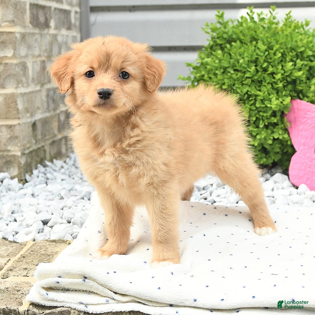 Pomeranian dogs for sale: Pomeranian 9 puppies - Image 11