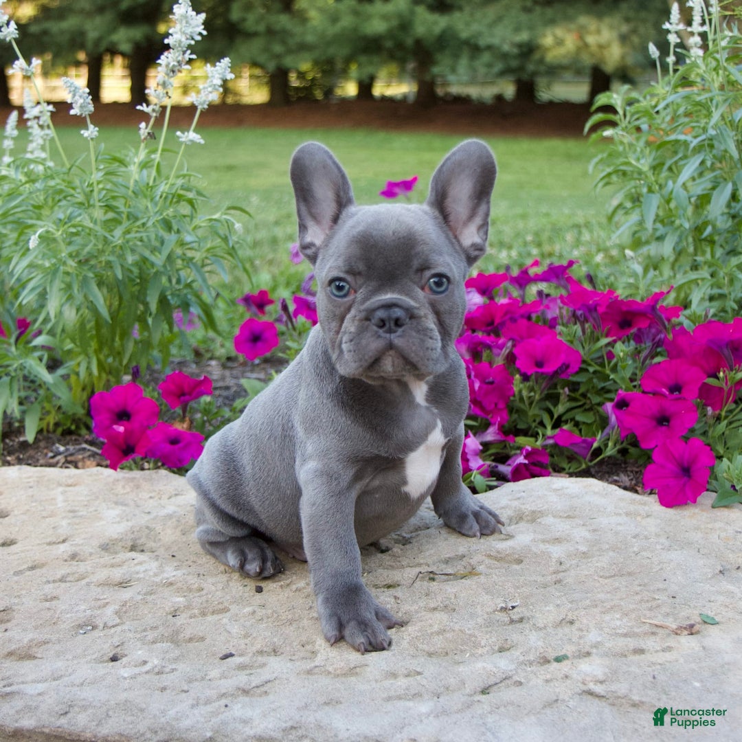 French Bulldog dogs for sale: Leo - Image 1