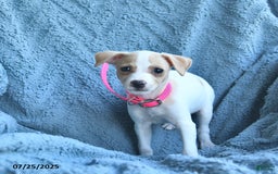 Toy Fox Terrier dogs for sale: Sweetheart - Image 1