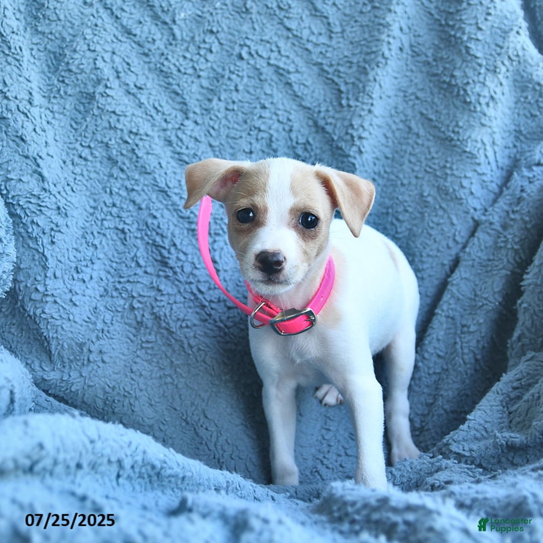 Toy Fox Terrier dogs for sale: Sweetheart - Image 1