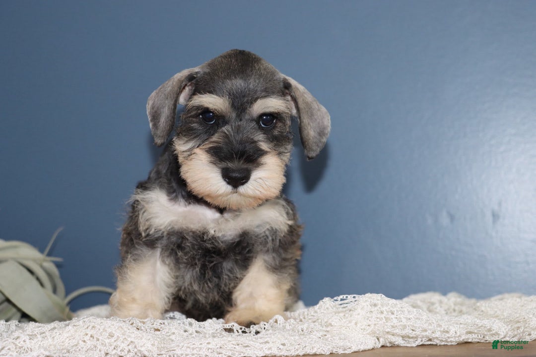 Miniature Schnauzer dogs for sale: Anna - Image 4