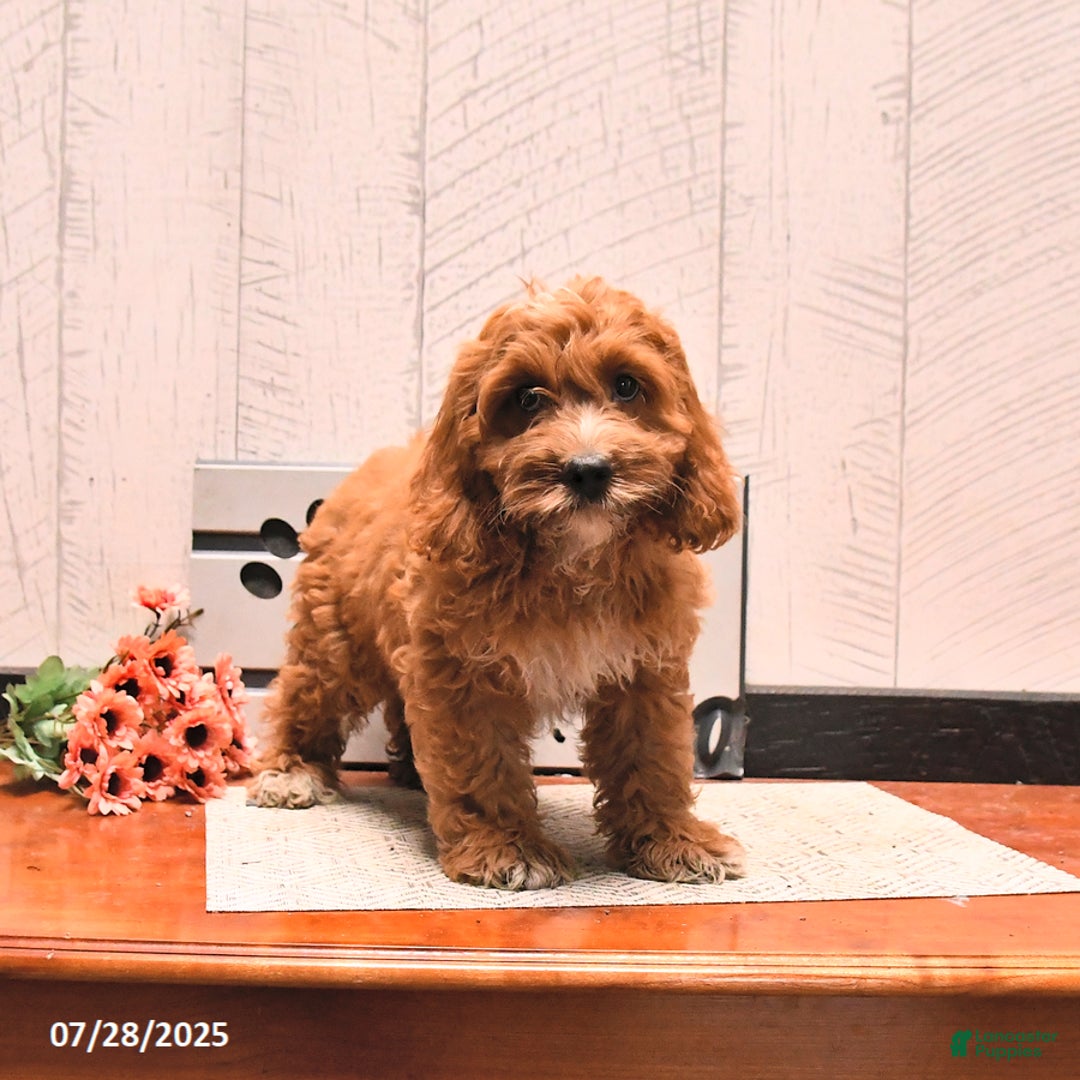 Cockapoo dogs for sale: Dasher - Image 1