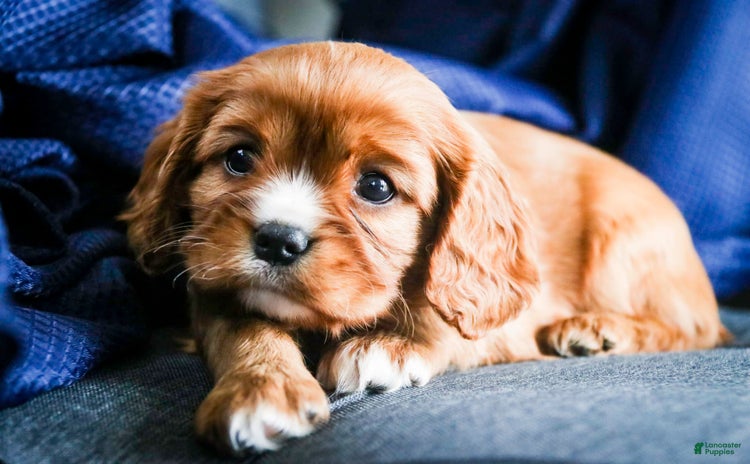Cavalier King Charles Spaniel dogs for sale - Ad 2
