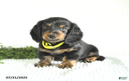 Miniature Dachshund dogs for sale: Walker - Image 3