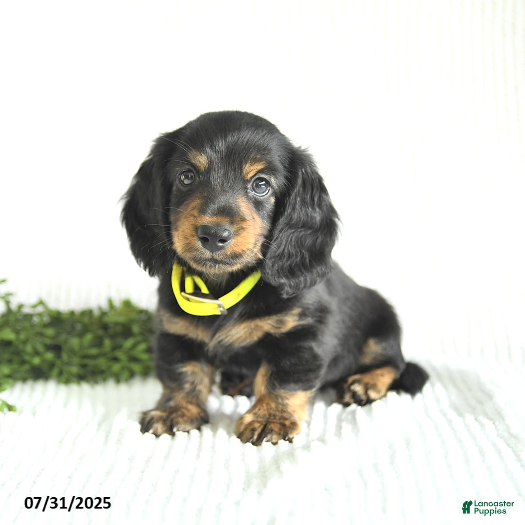 Miniature Dachshund dogs for sale: Walker - Image 3