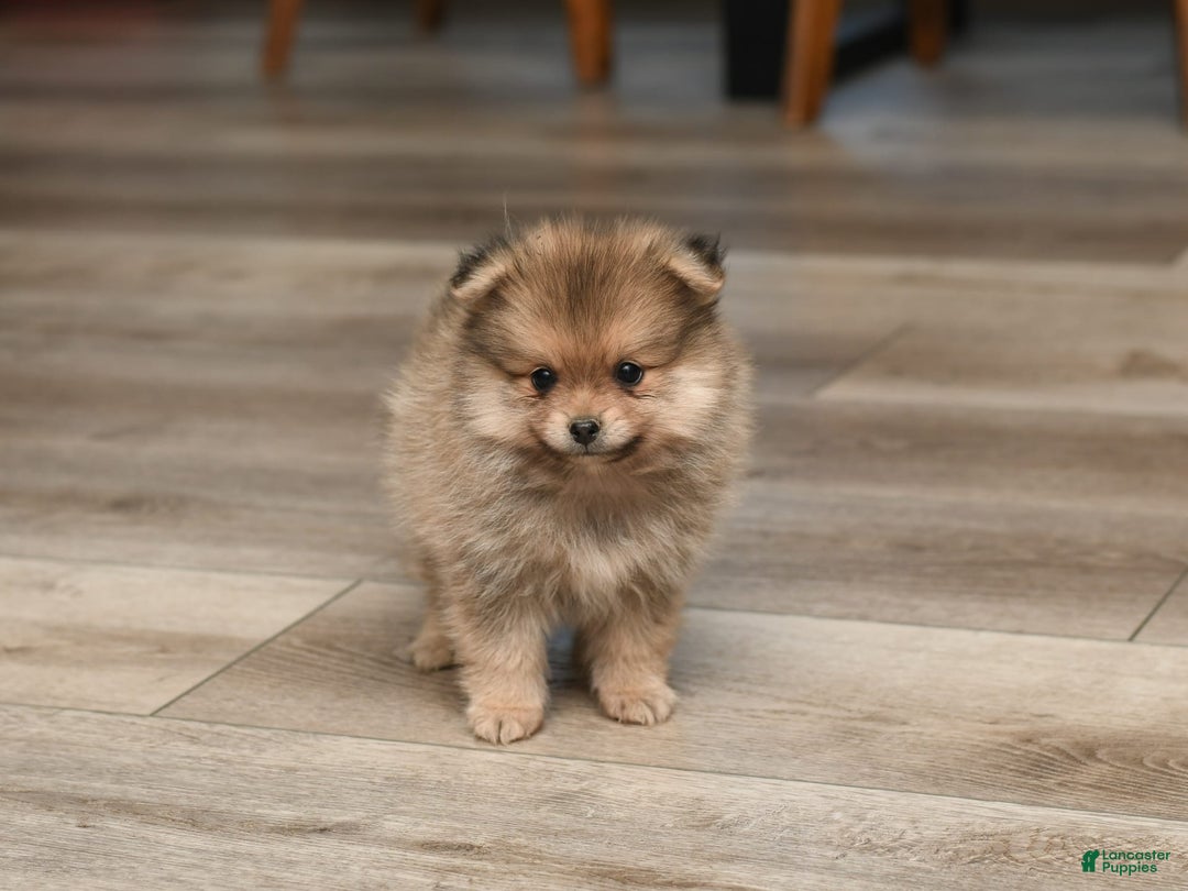 Pomeranian dogs for sale: Teddy - Image 2