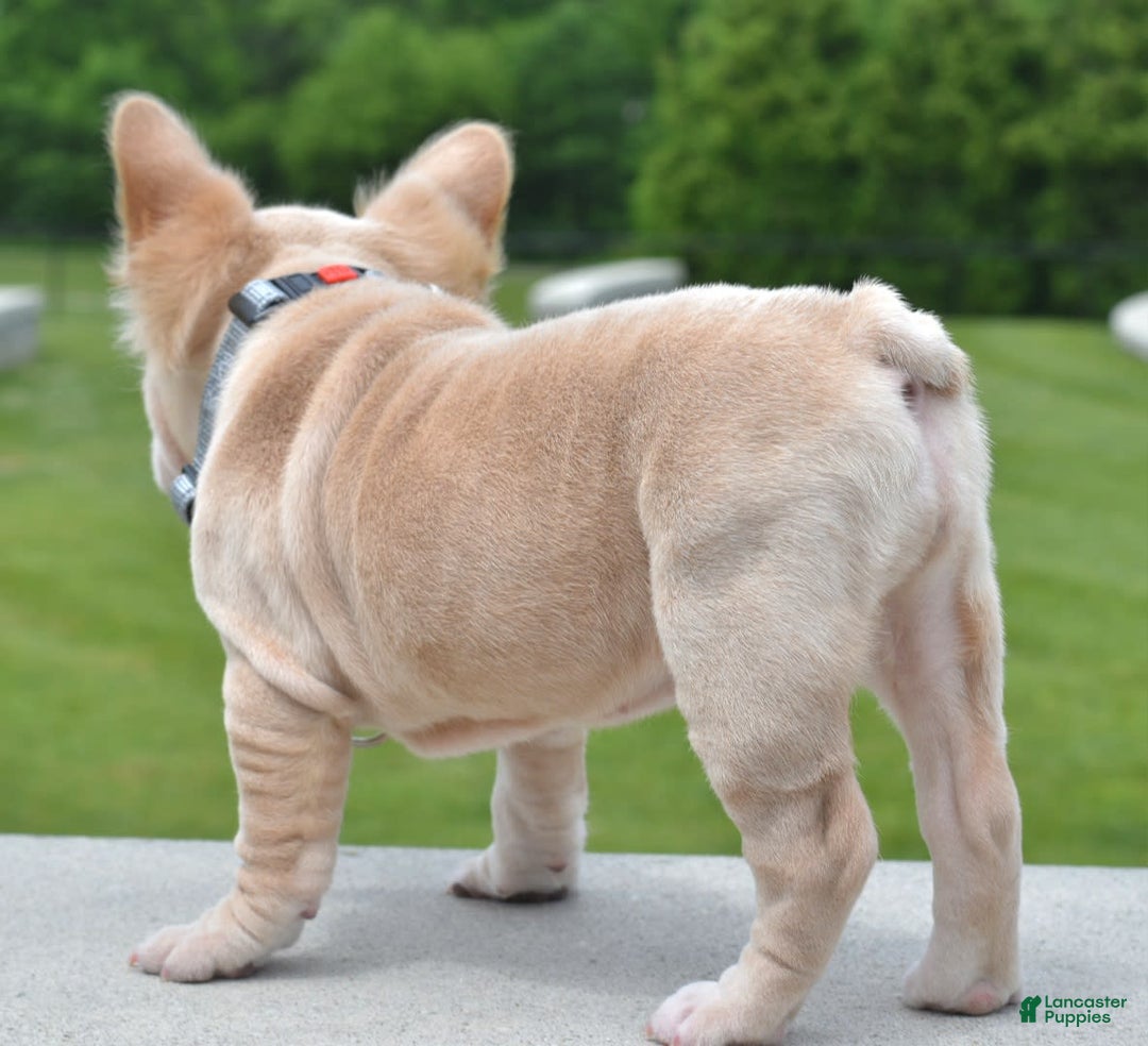 French Bulldog dogs for sale: Rayna Big Rope Velvet Fluffy - Image 36