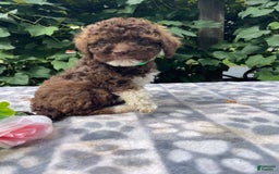 Toy Poodle dogs for sale: Gigi - Image 7