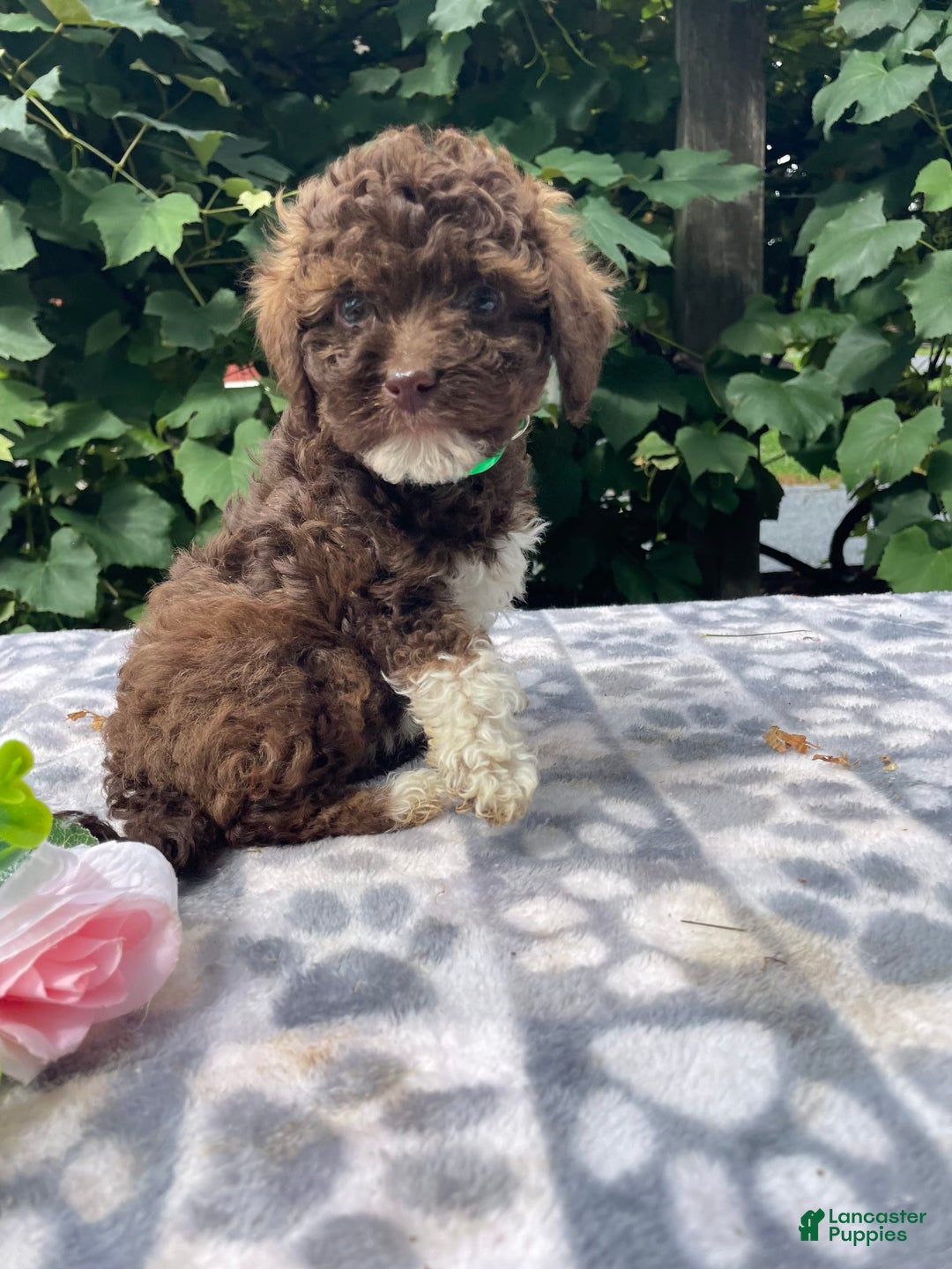 Toy Poodle dogs for sale: Gigi - Image 7