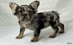 French Bulldog dogs for sale: Ruby - Image 4
