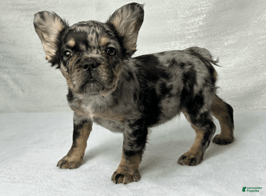 French Bulldog dogs for sale: Ruby - Image 4