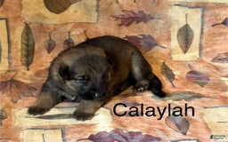 German Shepherd dogs for sale: Calaylah - Image 3