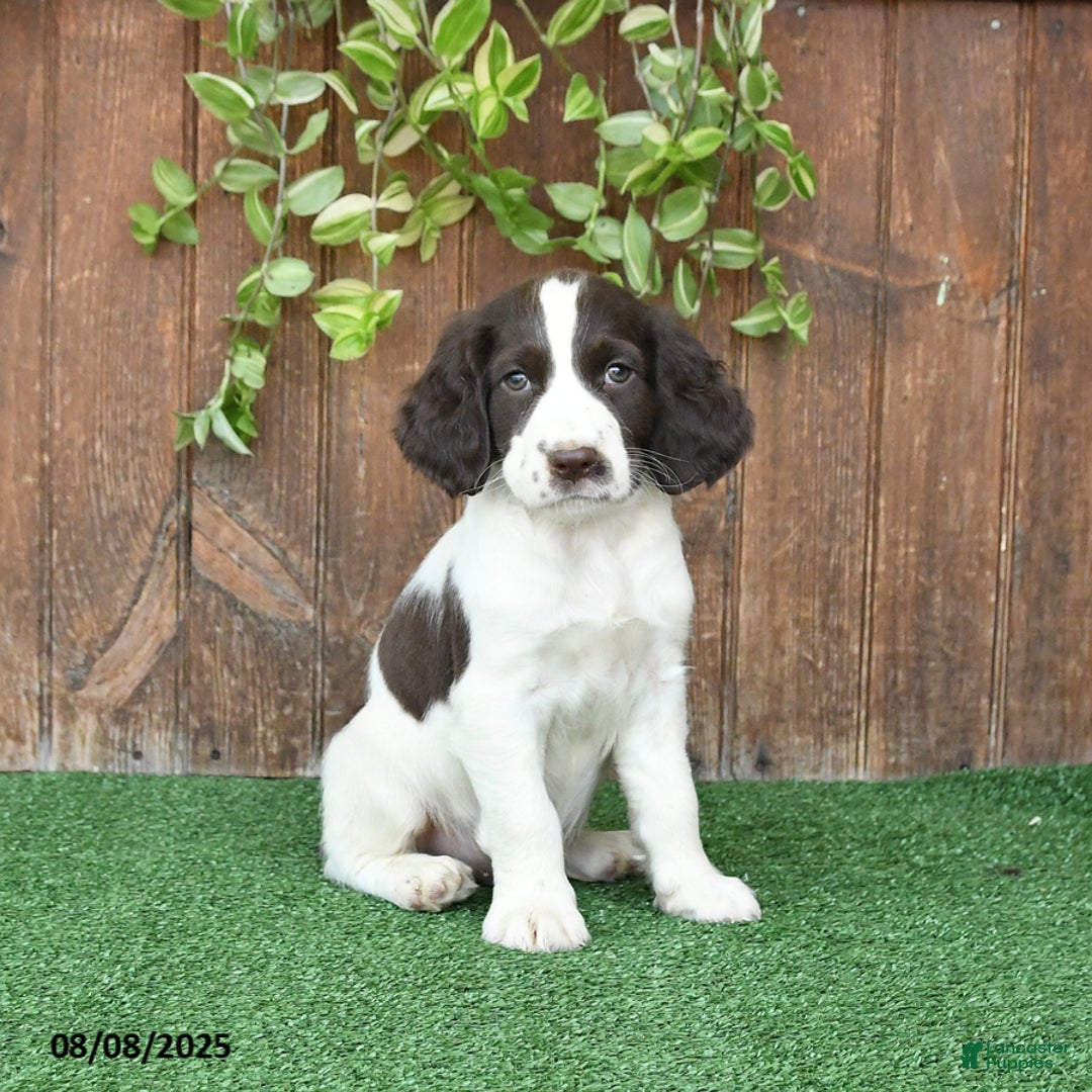 English Springer Spaniel dogs for sale: Oliver - Image 1