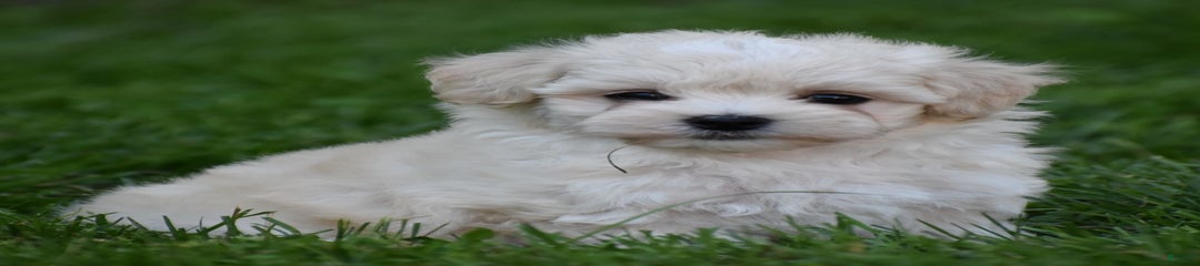 Marley