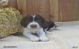 English Springer Spaniel dogs for sale: Monroe - Image 2