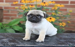 Pug dogs for sale: Button - Image 5