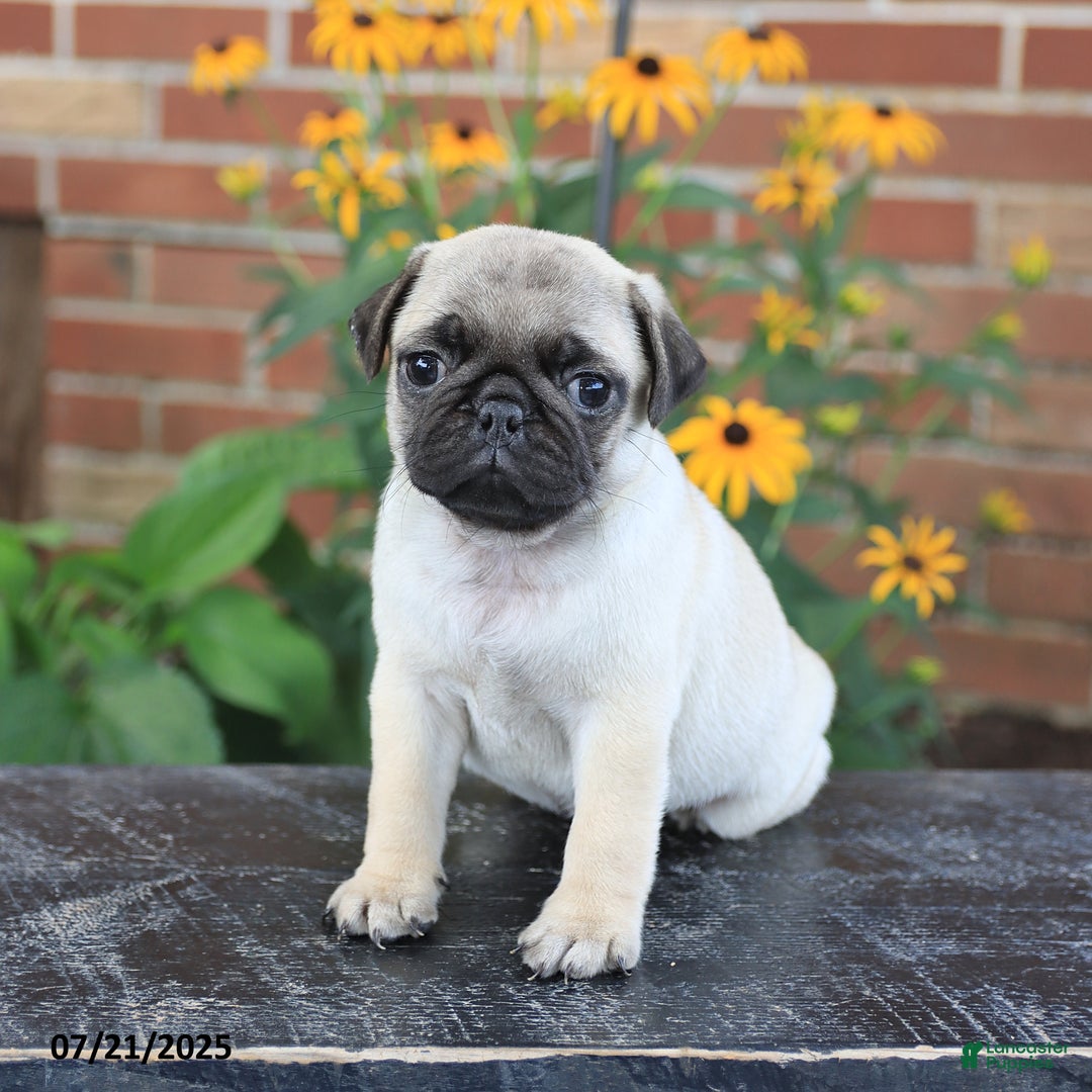 Pug dogs for sale: Button - Image 5