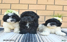 Shihpoo dogs for sale: Willie - Image 3