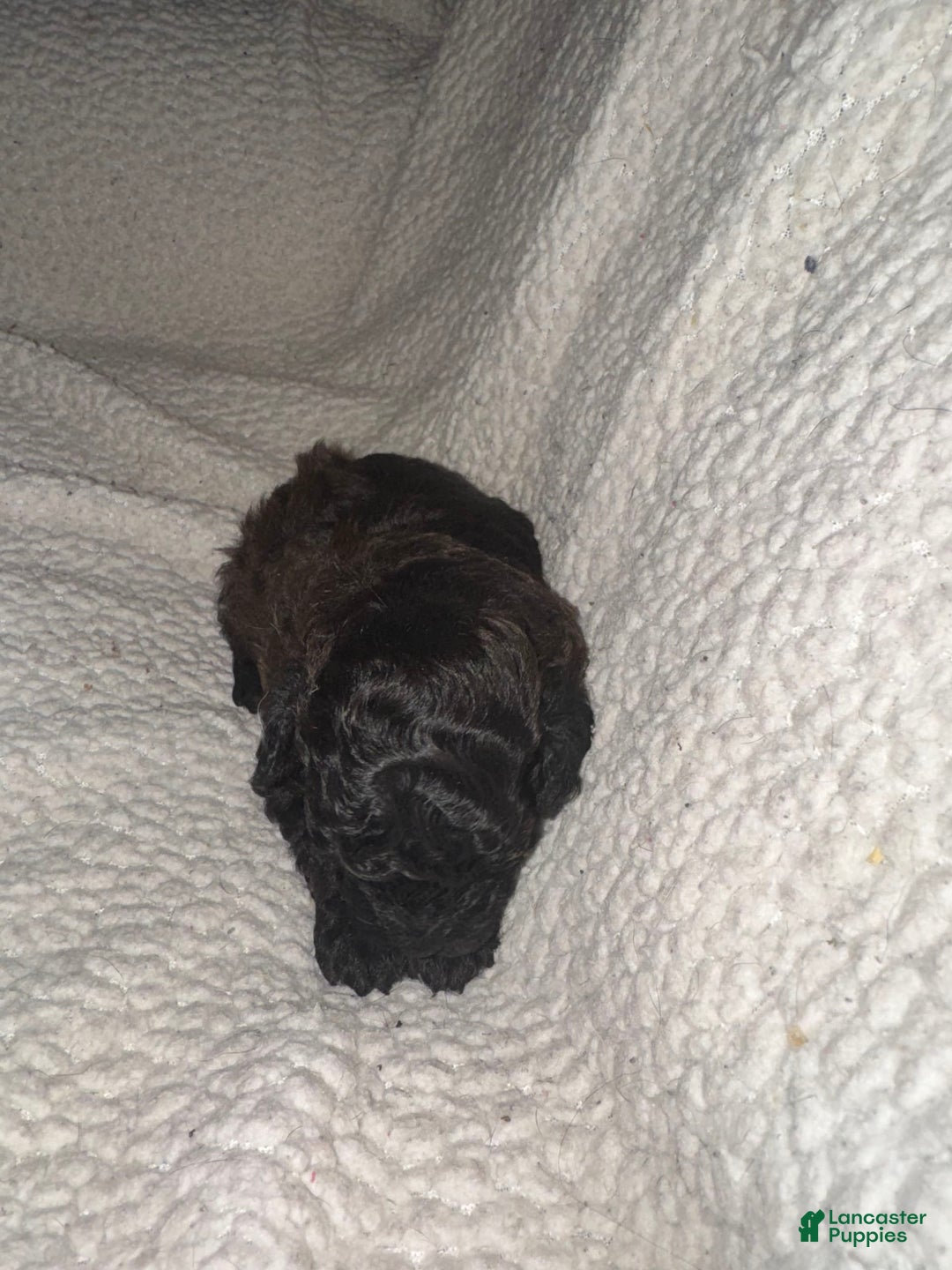 Miniature Poodle dogs for sale: Chocolate Male With Tints Of Red - Image 3