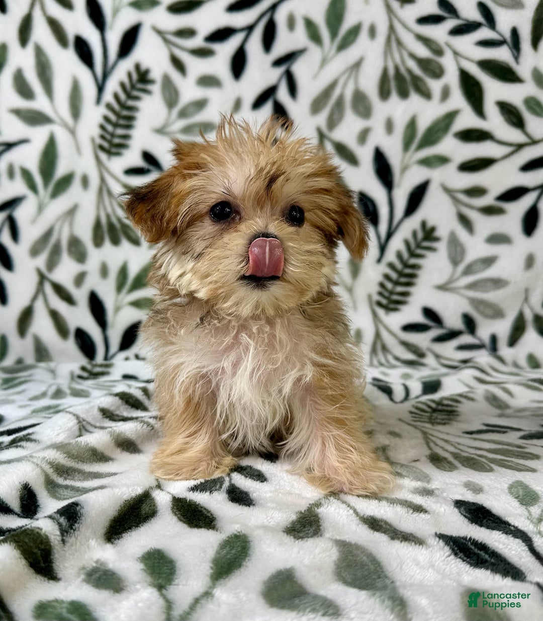Shorkie dogs for sale: Labubu - Image 2