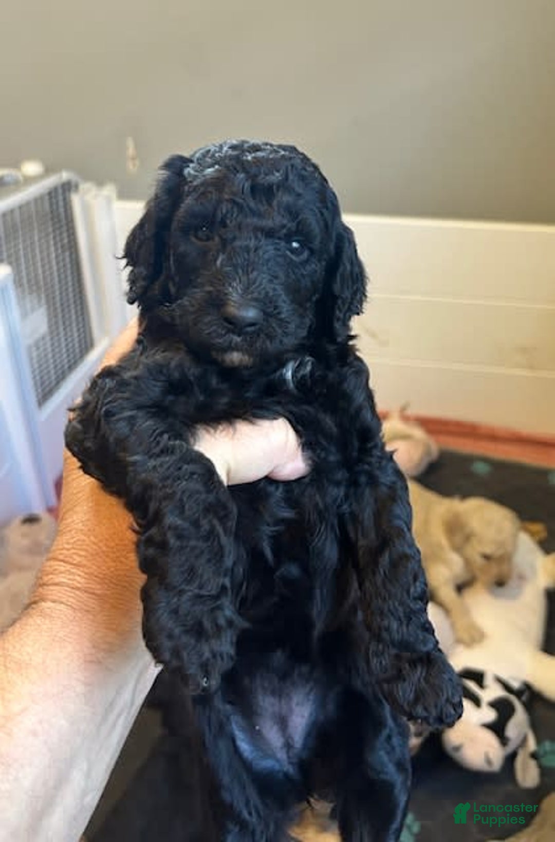 Goldendoodle dogs for sale: Lillies Litter - Image 1