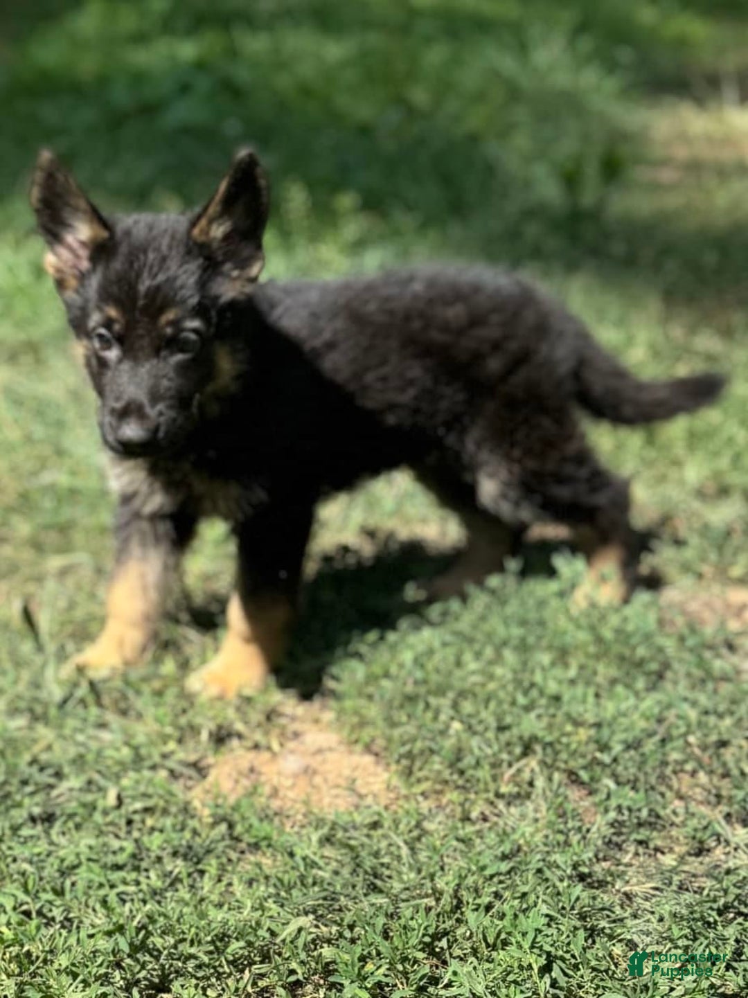 German Shepherd dogs for sale: Daisy - Image 1