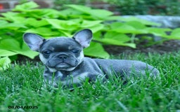 French Bulldog dogs for sale: Faith - Image 2