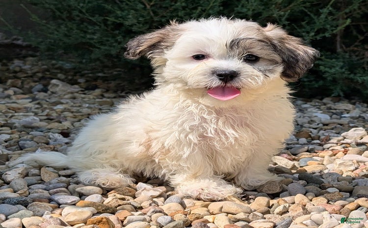 Teddy Bear dogs for sale - Ad 2