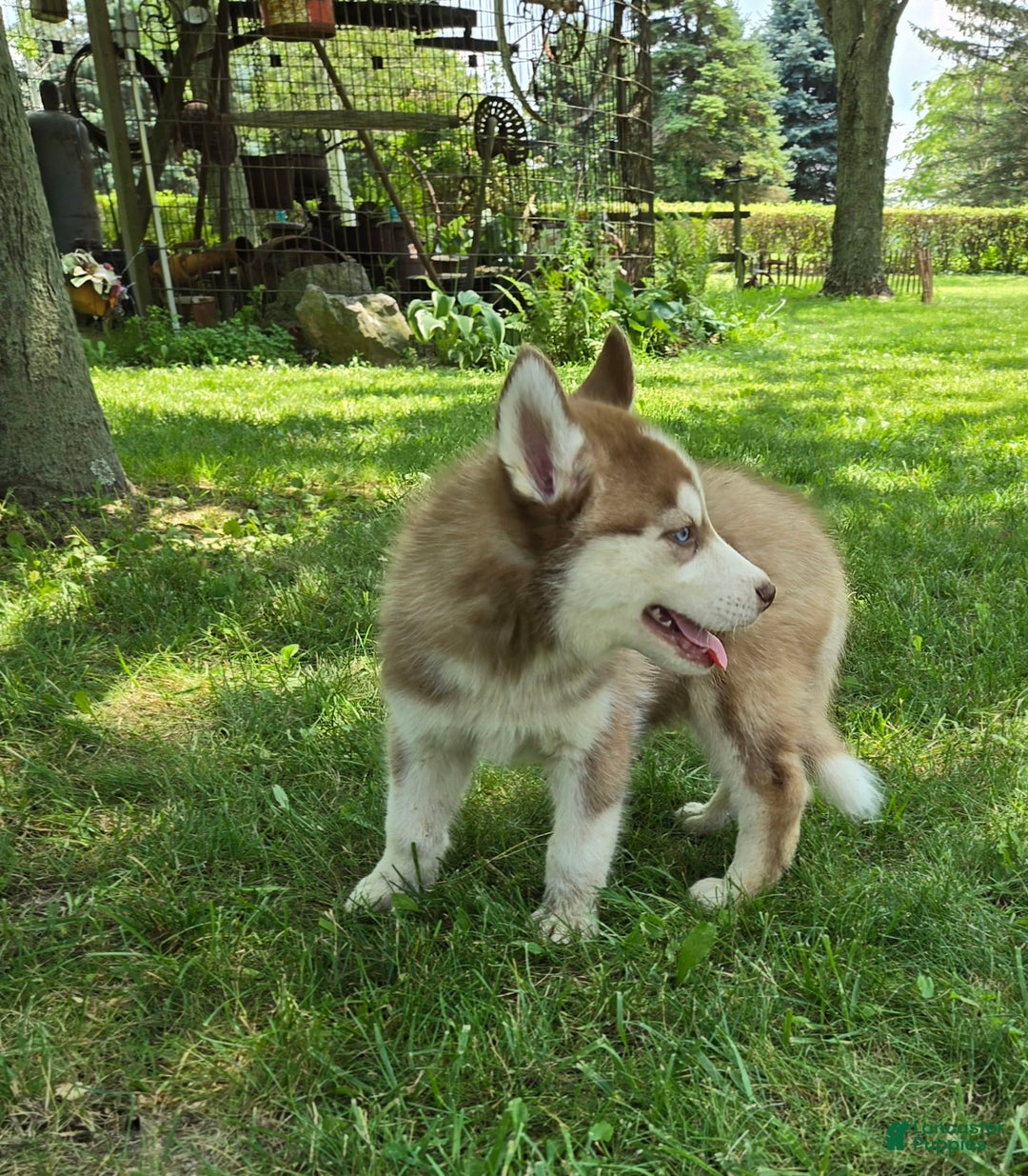 Siberian Husky dogs for sale: Arrow - Image 8