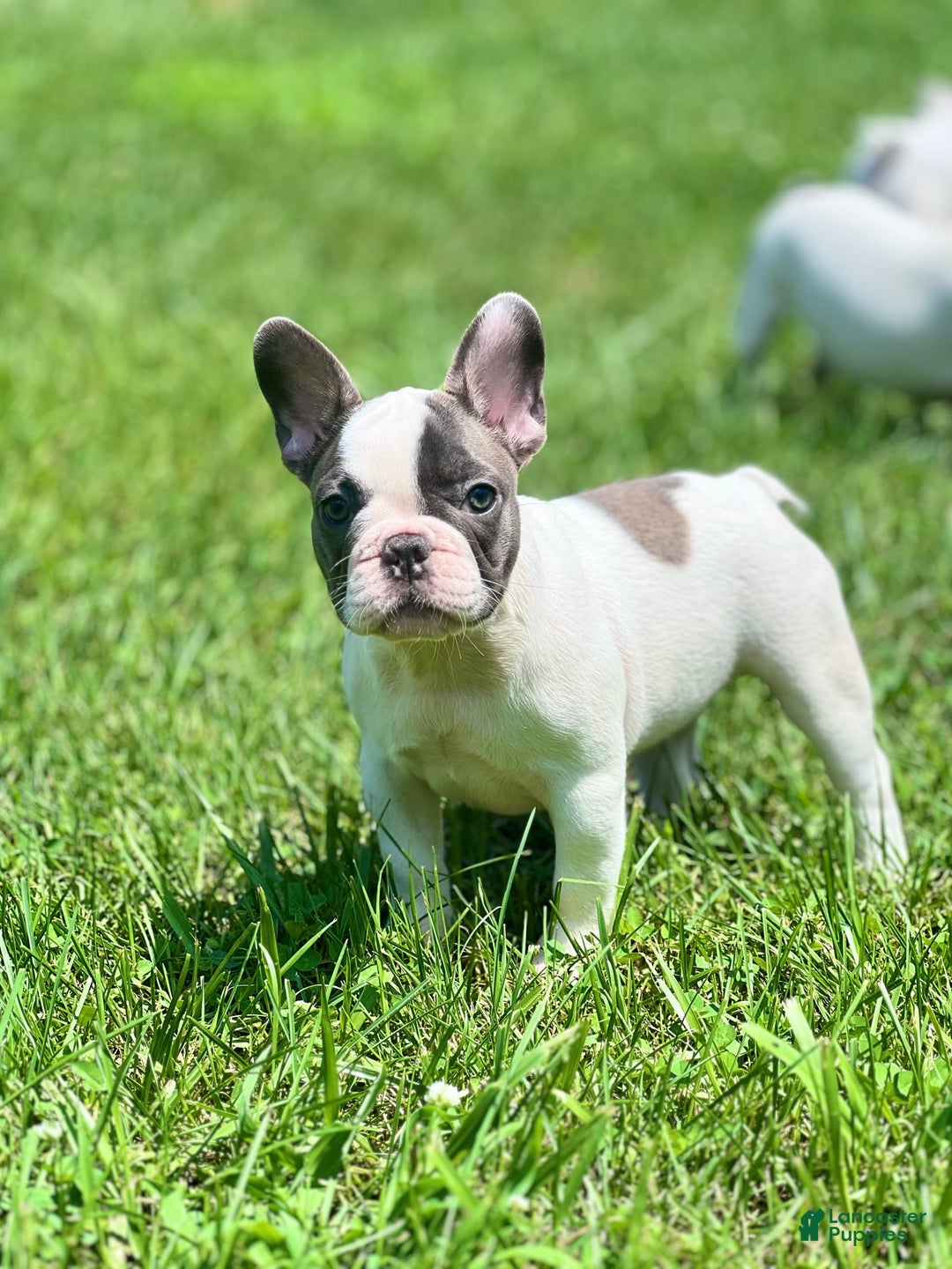 French Bulldog dogs for sale: Mollie - Image 4