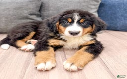 Bernese Mountain Dog dogs for sale: Raven - Image 5