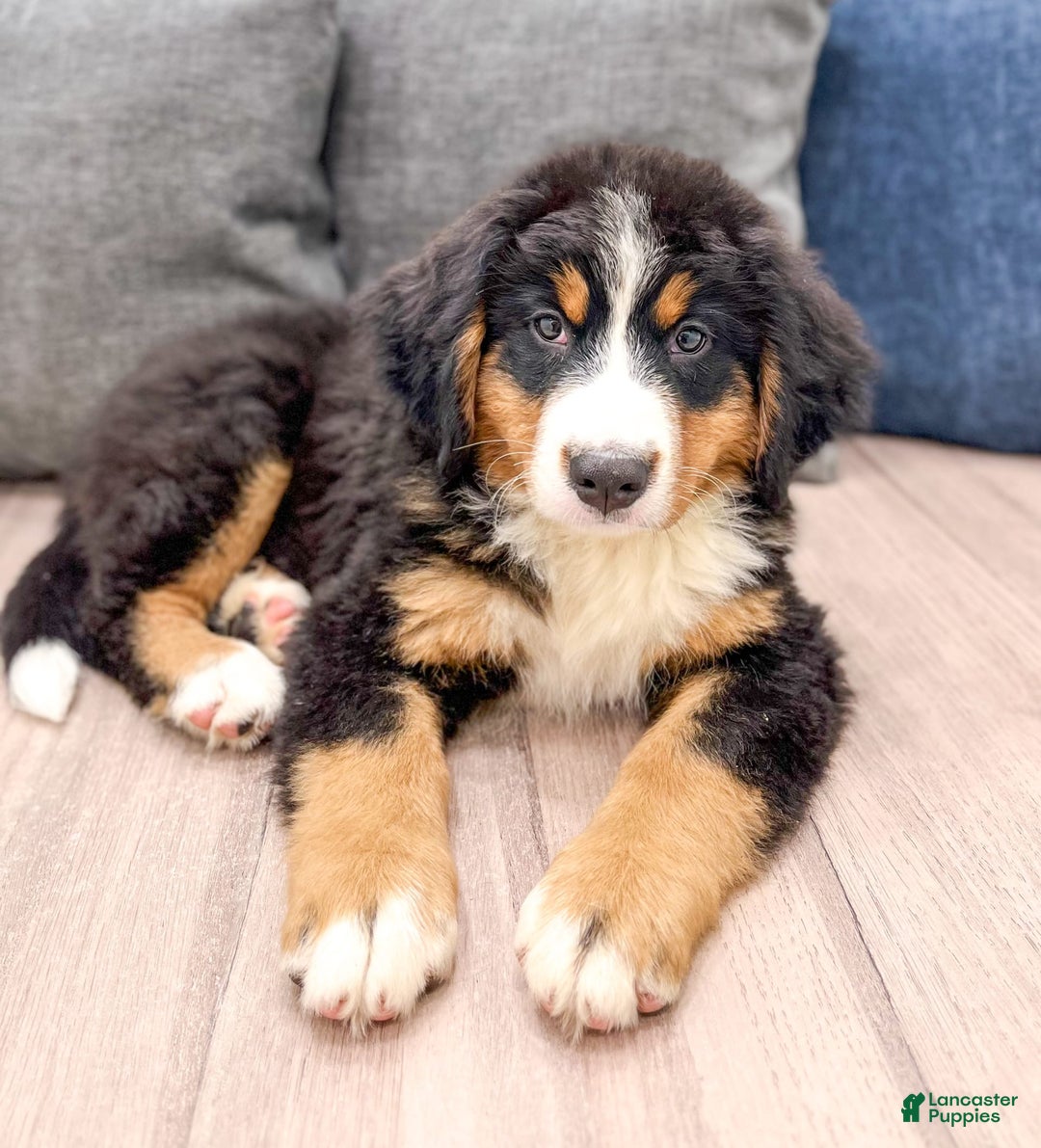 Bernese Mountain Dog dogs for sale: Raven - Image 5
