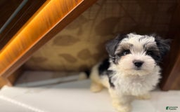 Morkie dogs for sale: Handsome big boy - Image 7