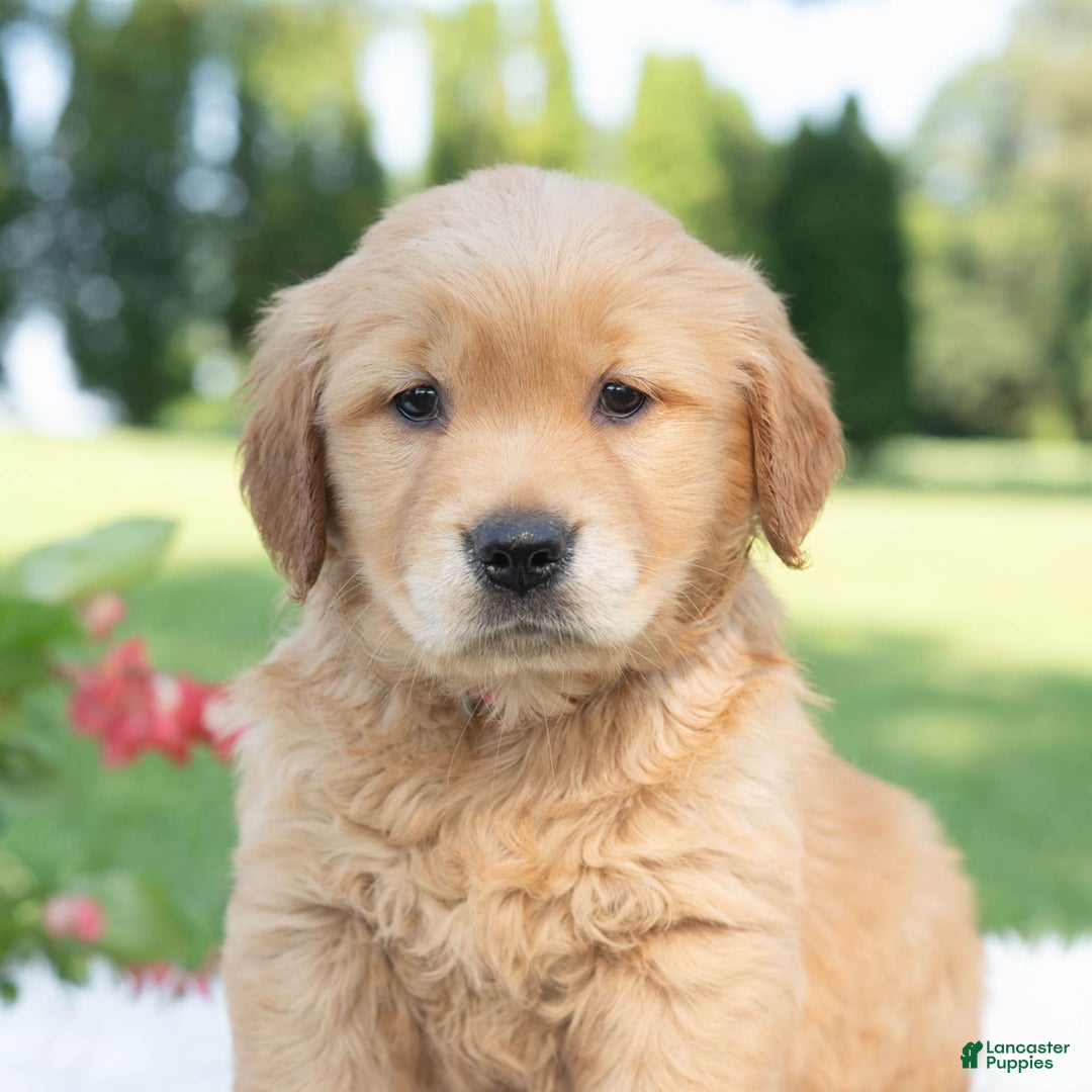 Golden Retriever dogs for sale: Grania - Image 5