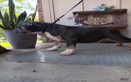 American Bully dogs for sale: Rose Col - Image 3